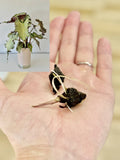 Rare Alocasia Corms
