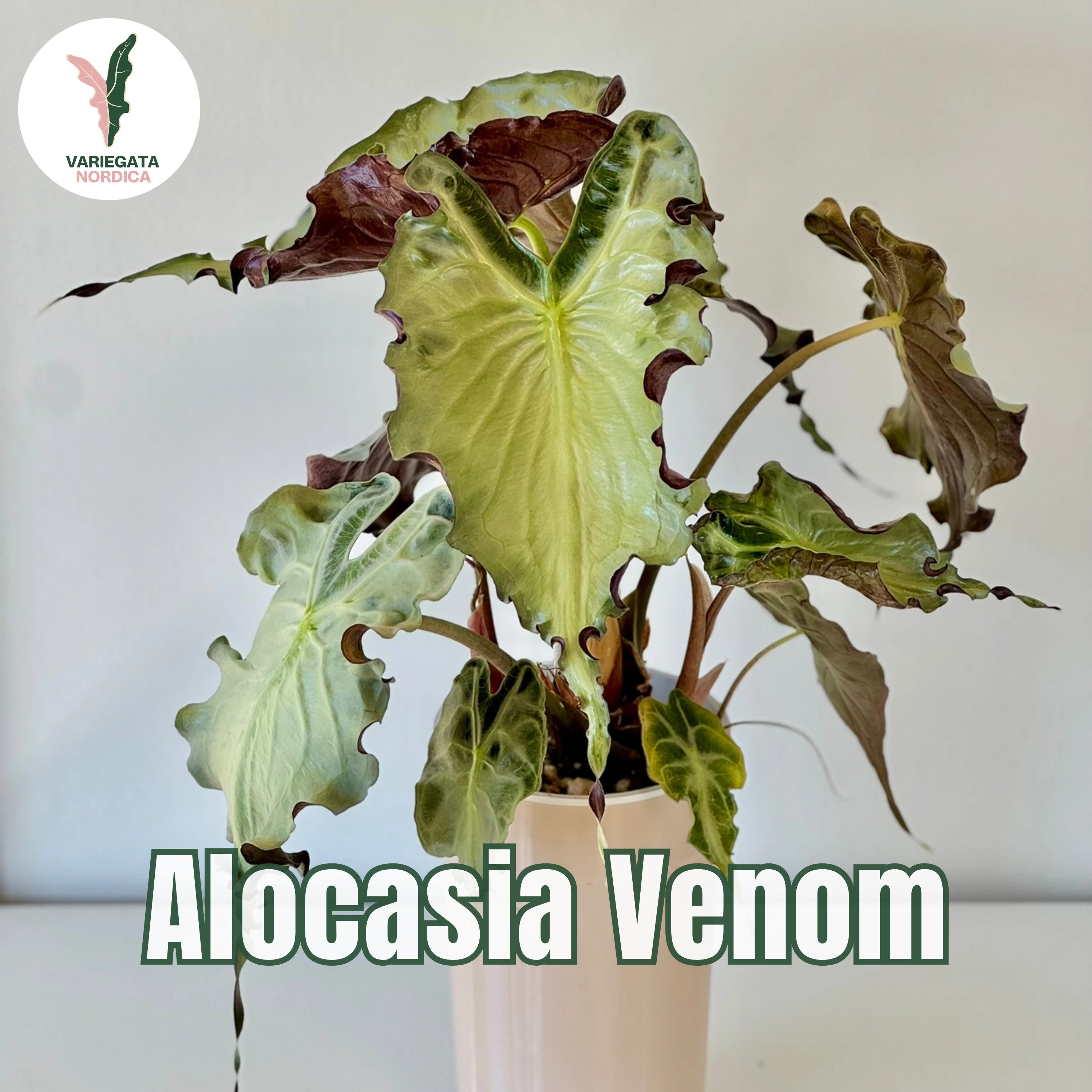 Rare Alocasia Corms