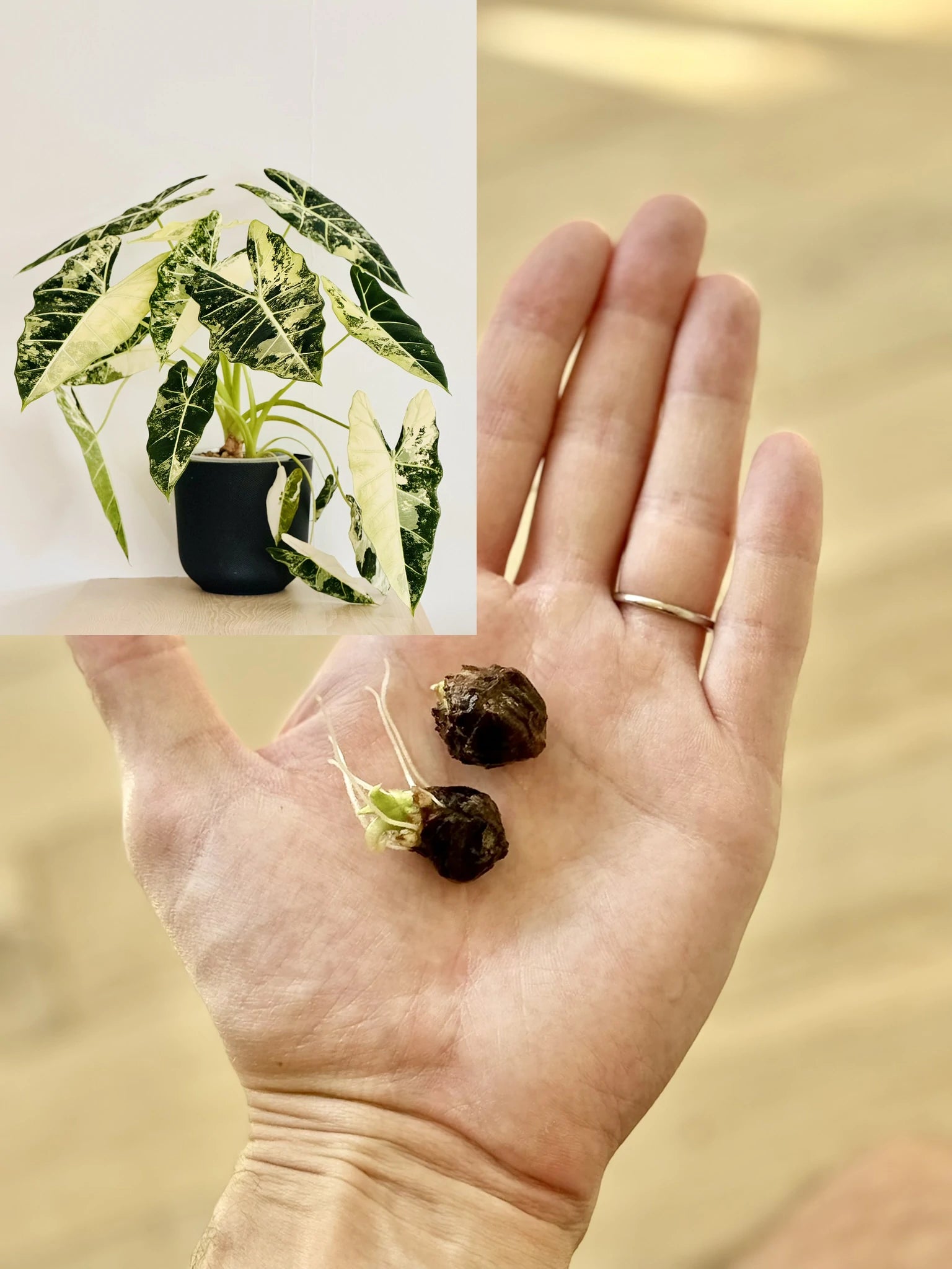 Rare Alocasia Corms