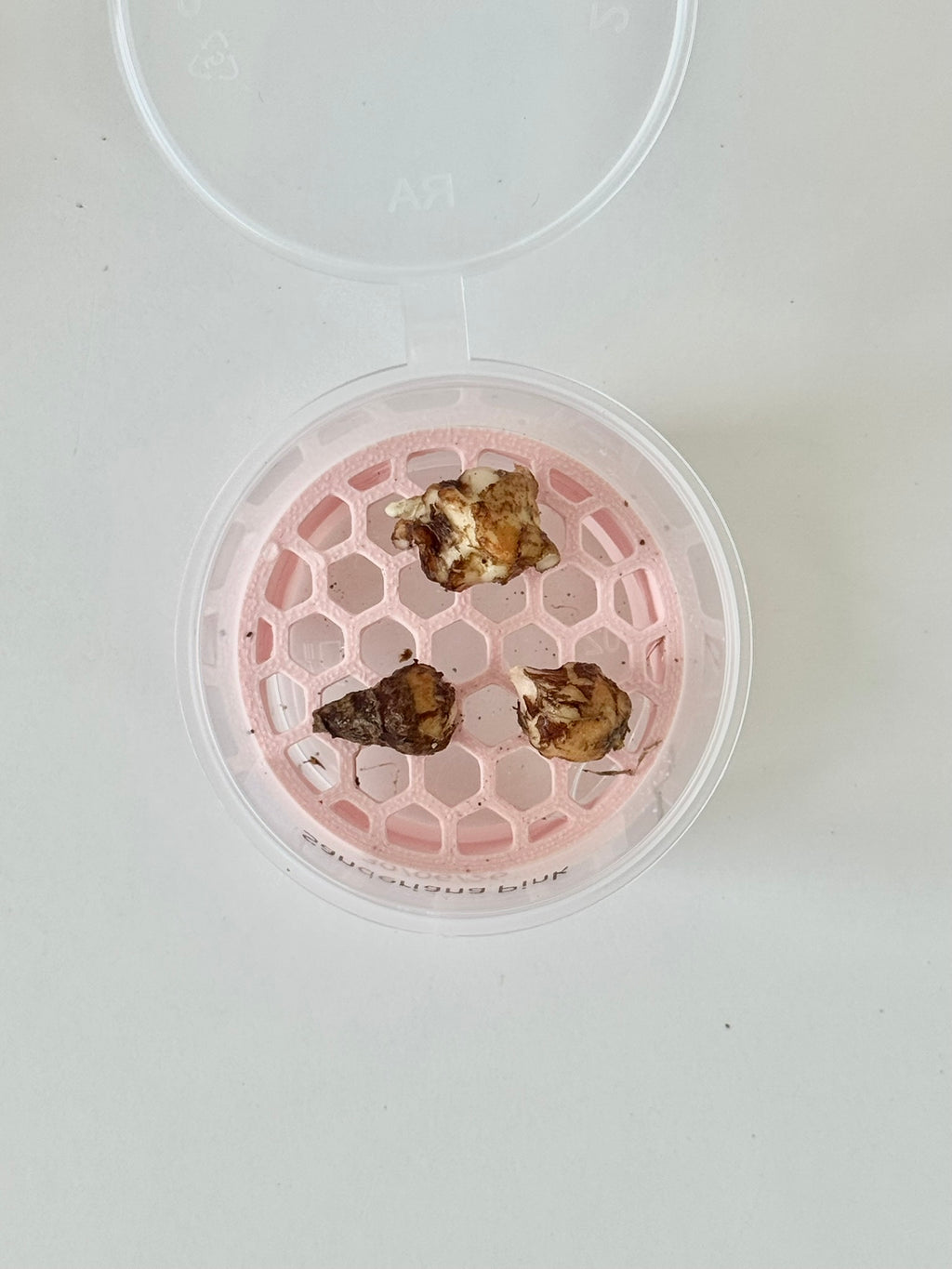 Corm Risers with Clear Cups - Anti-Rot Propagation Disks