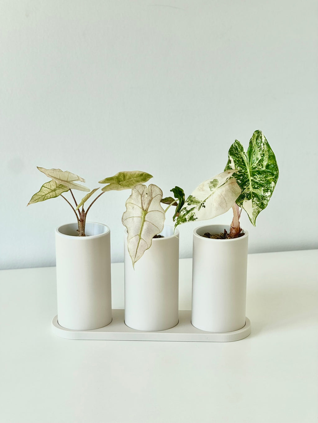Japandi Self Watering Pot Bundle