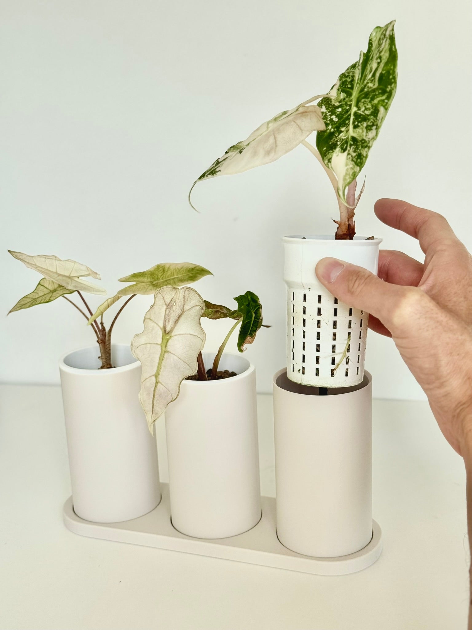Japandi Self Watering Pot Bundle