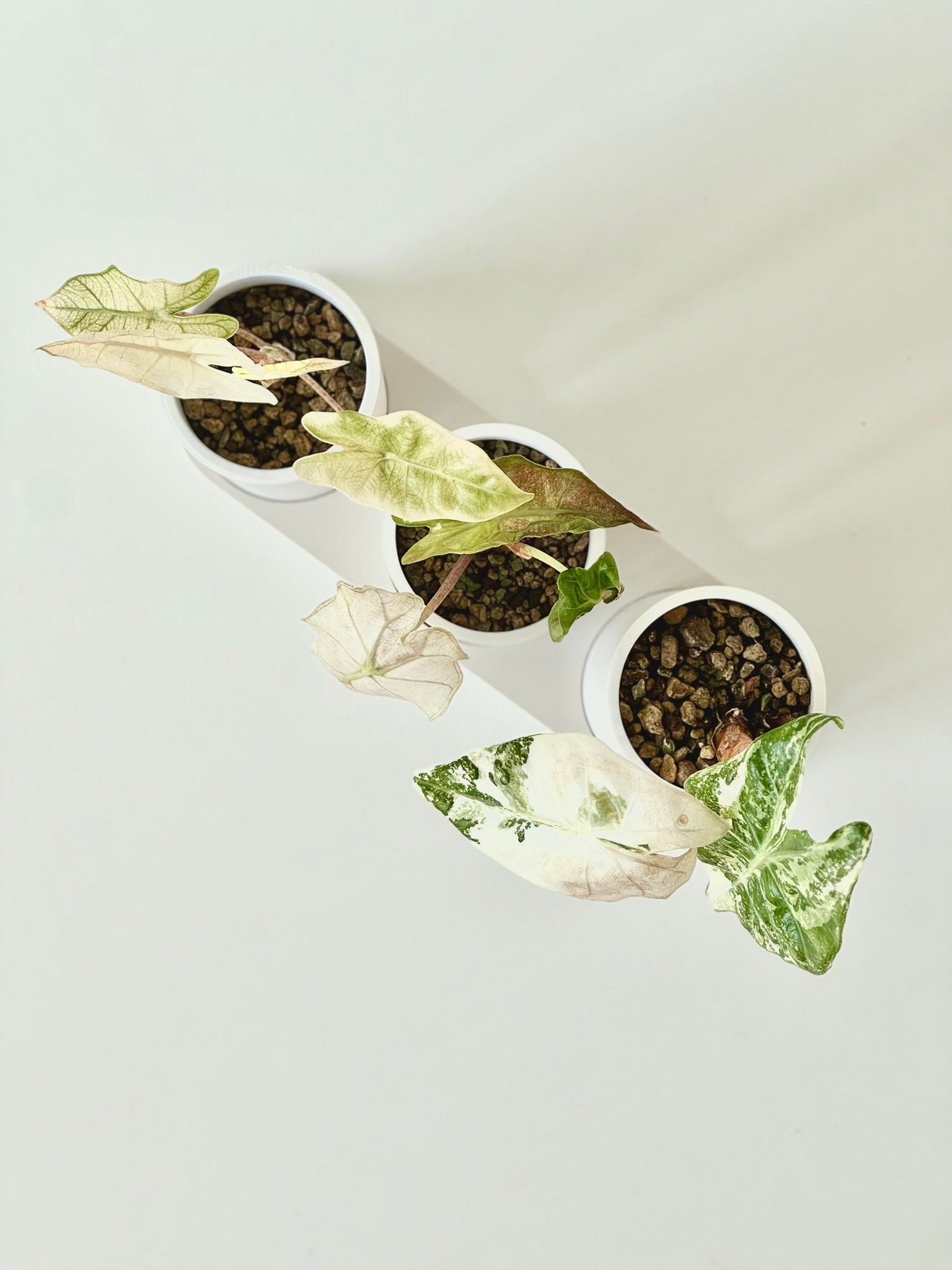 Japandi Self Watering Pot Bundle