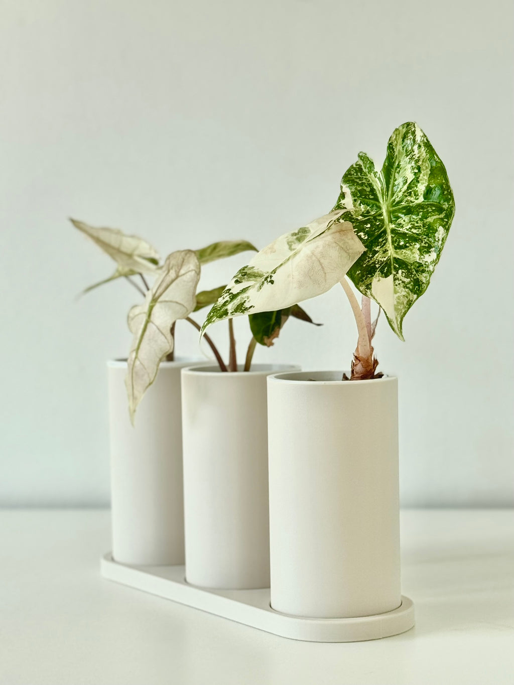 Japandi Self Watering Pot Bundle