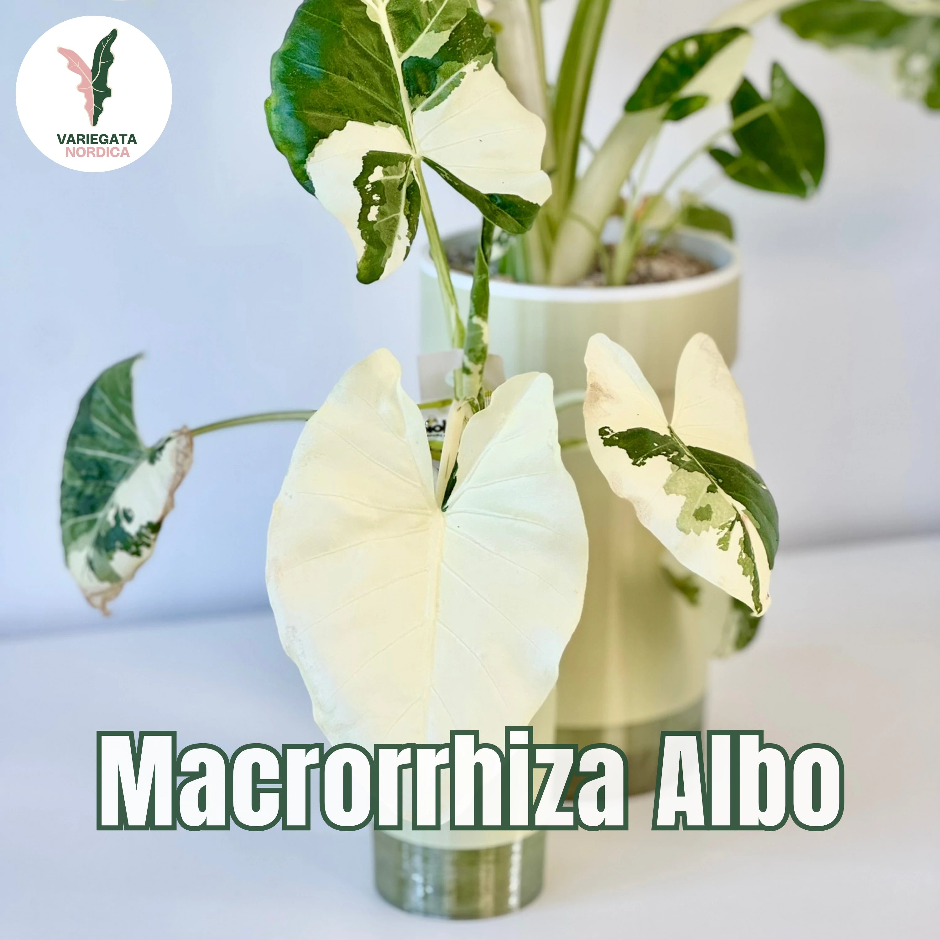 Rare Alocasia Corms