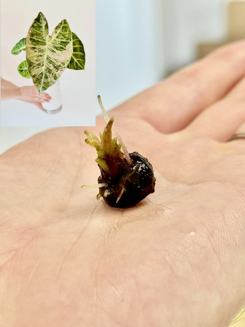 Rare Alocasia Corms