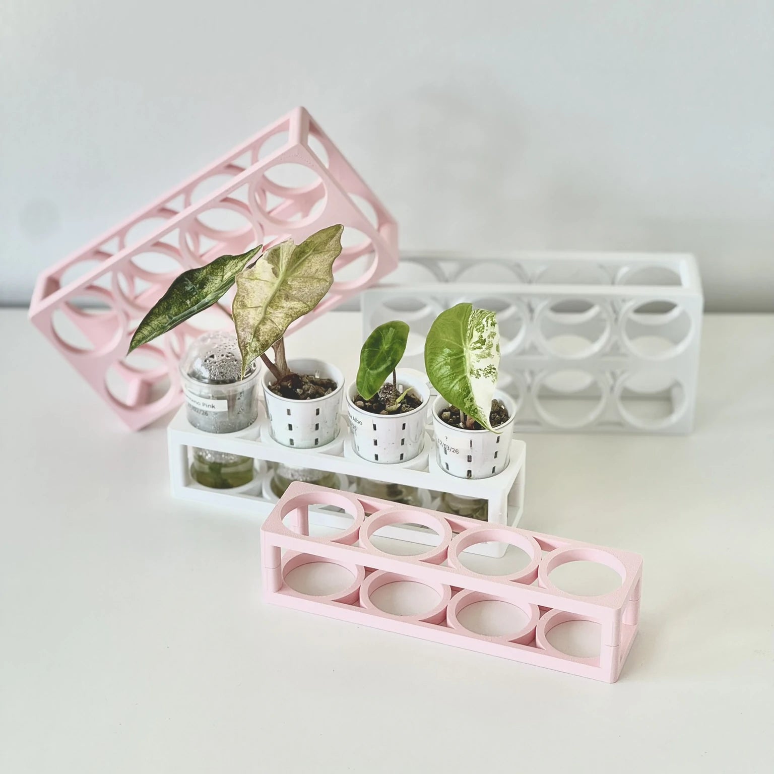 Compact Germination Organizer Tray