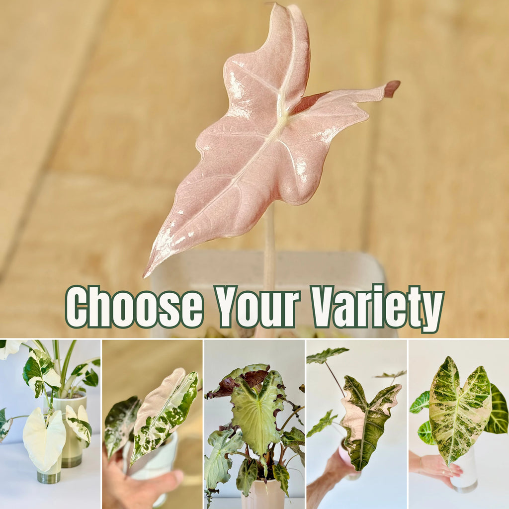 Rare Alocasia Corms