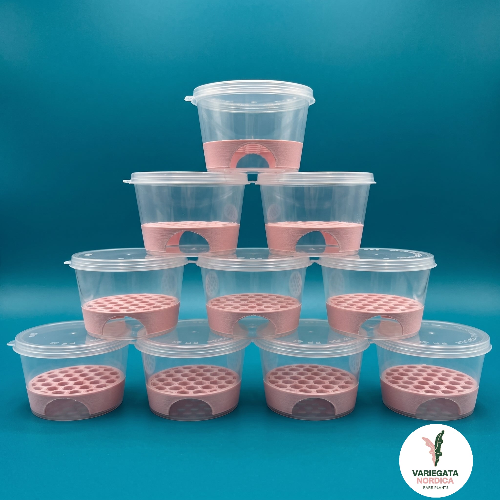Corm Risers with Clear Cups - Anti-Rot Propagation Disks