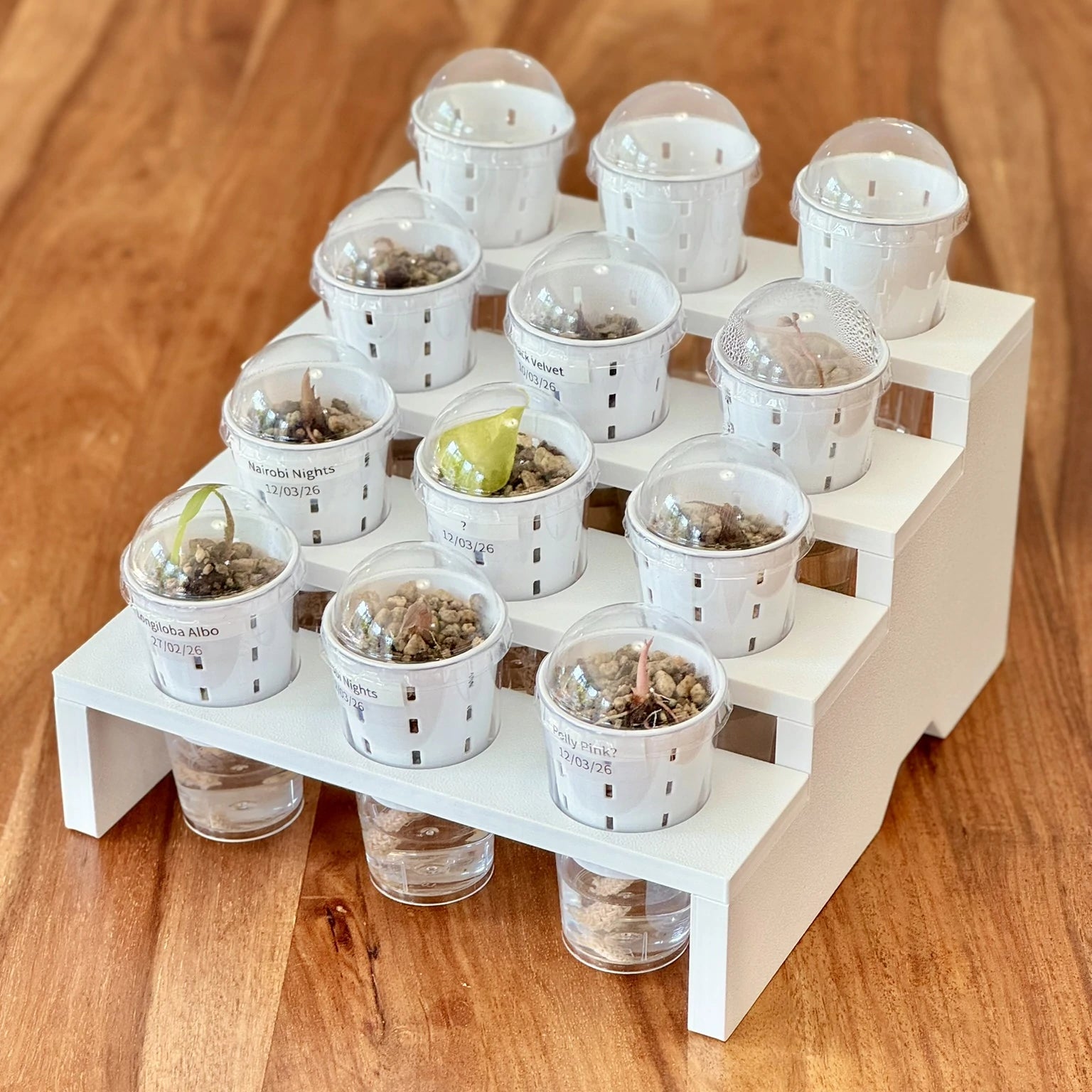 Mini Display Tray for IKEA Milsbo & Åkerbar