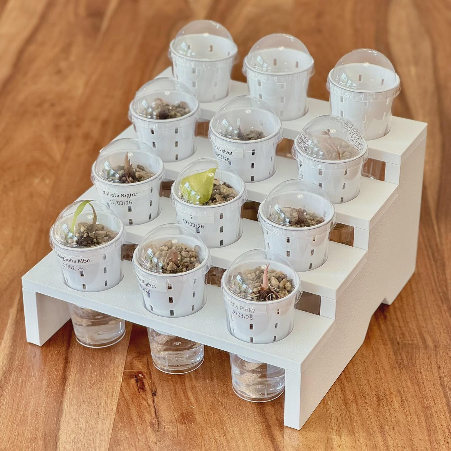 Mini Step Display Tray (4 levels for 12 pots) - Support-Free 3D Print File (3MF)