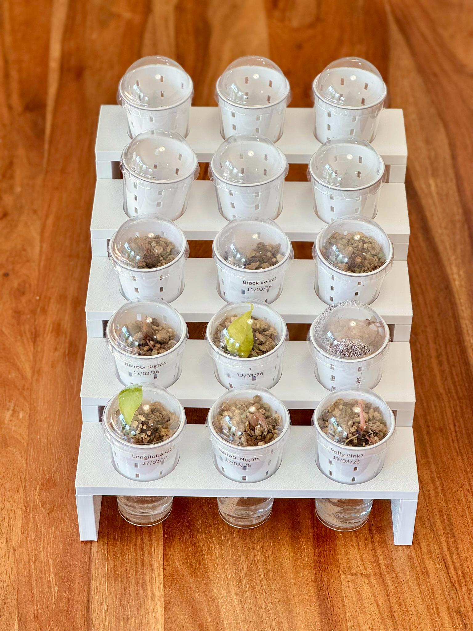 Mini Step Display Tray (5 levels for 15 pots) - Support-Free 3D Print File (3MF)