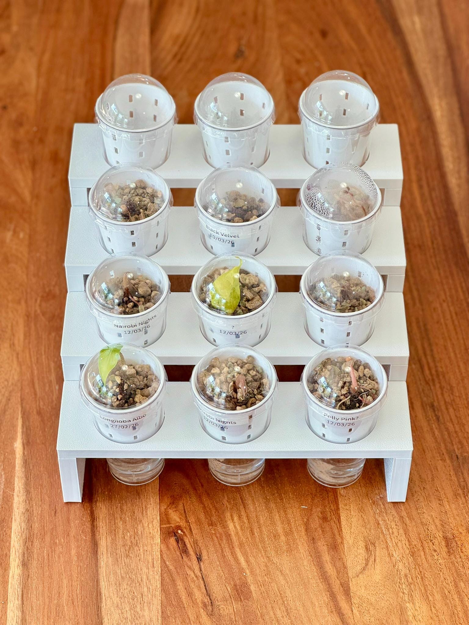 Mini Step Display Tray (4 levels for 12 pots) - Support-Free 3D Print File (3MF)