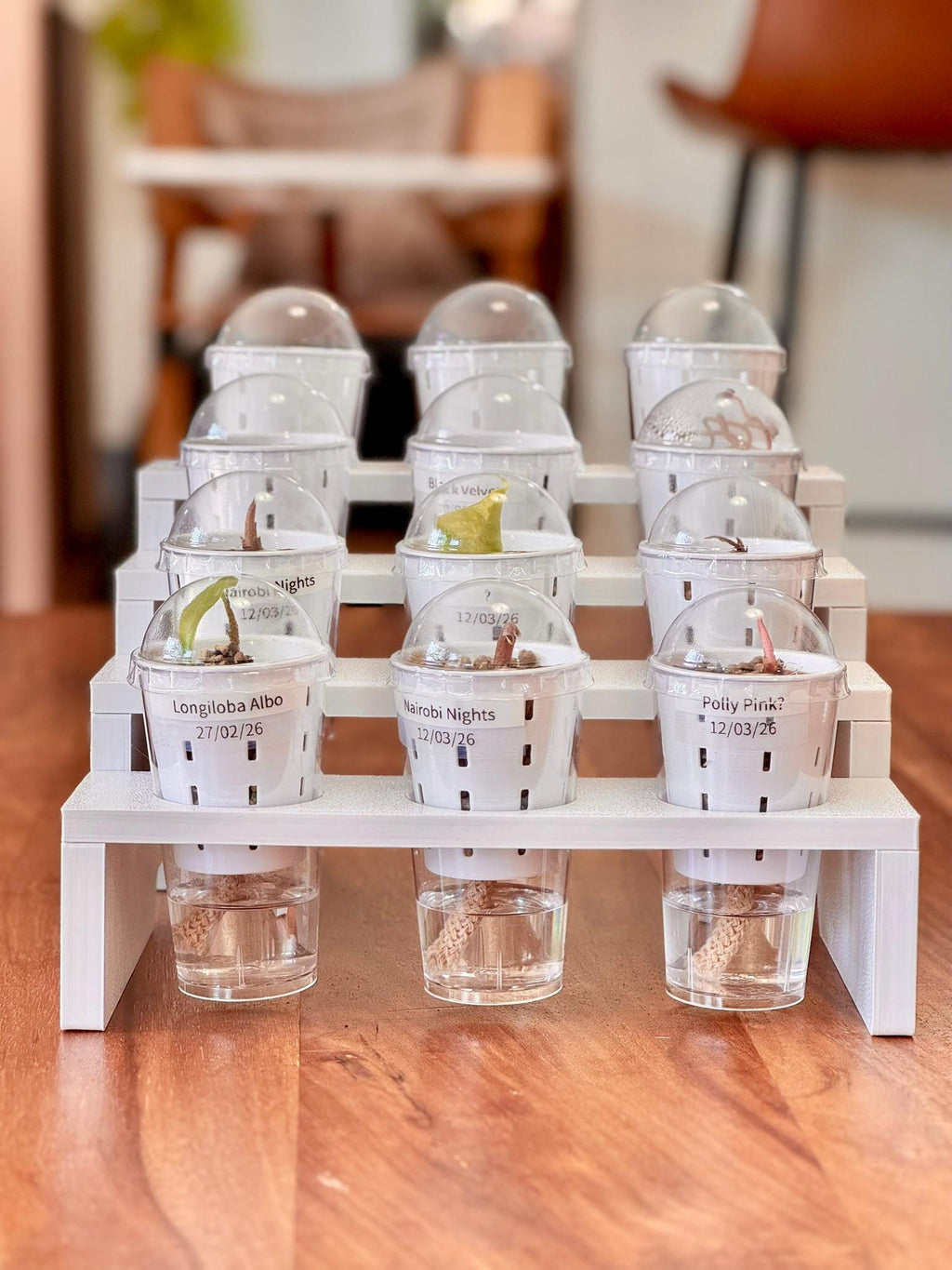 Mini Step Display Tray (4 levels for 12 pots) - Support-Free 3D Print File (3MF)