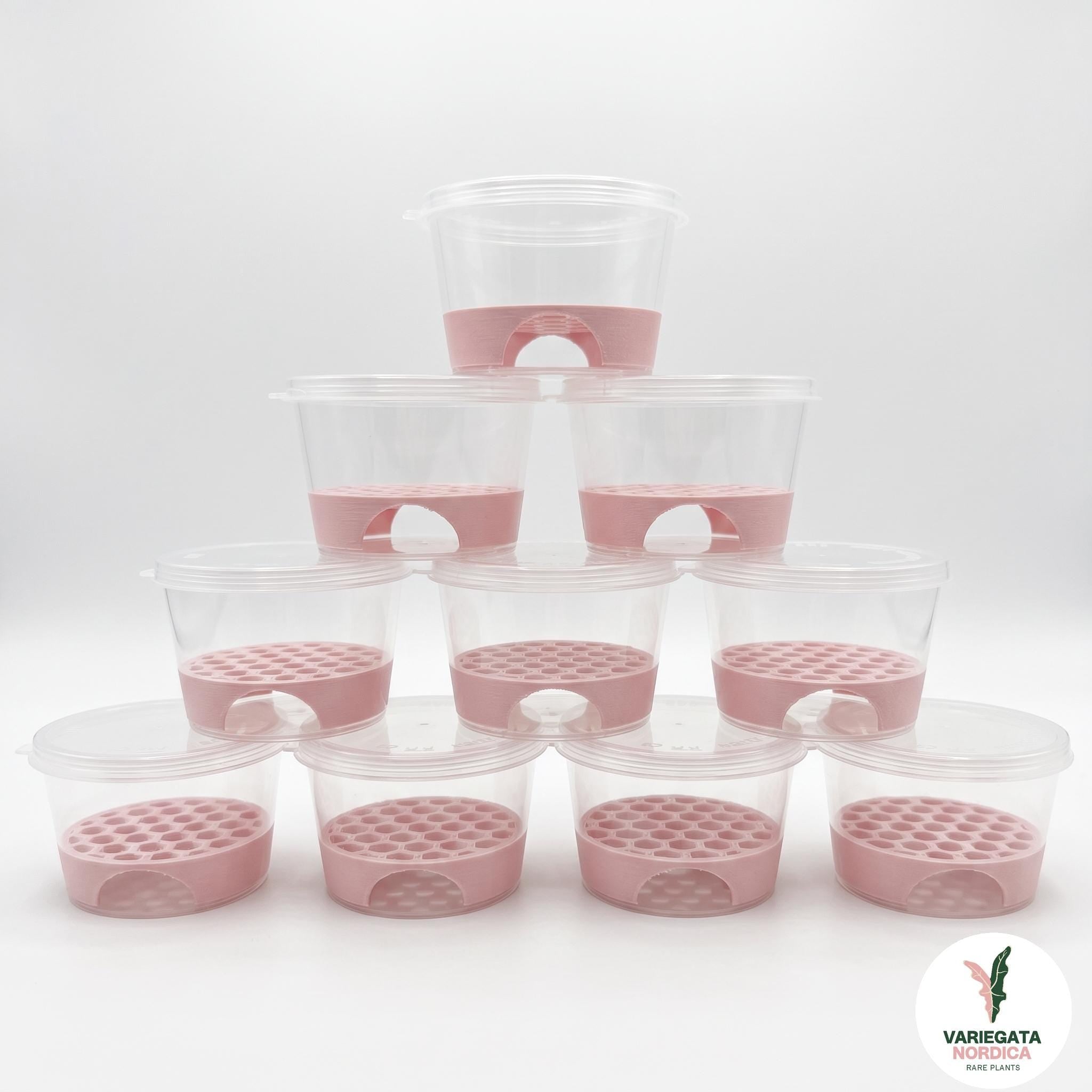 Anti-Rot Alocasia Corm Risers - Support-Free 3D Print File (3MF)
