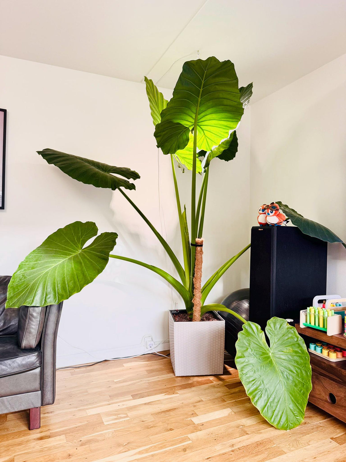 Fresh Alocasia Corms - No Variegation - 3 days EU Shipping