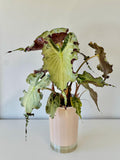 Fresh Alocasia Corms - No Variegation - 3 days EU Shipping