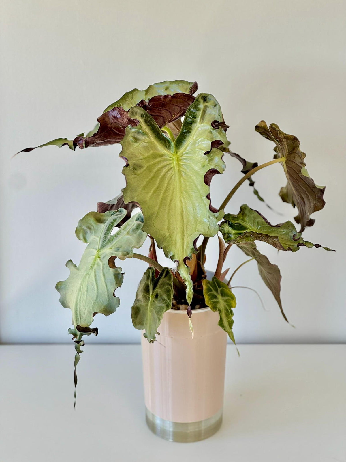 Fresh Alocasia Corms - No Variegation - 3 days EU Shipping
