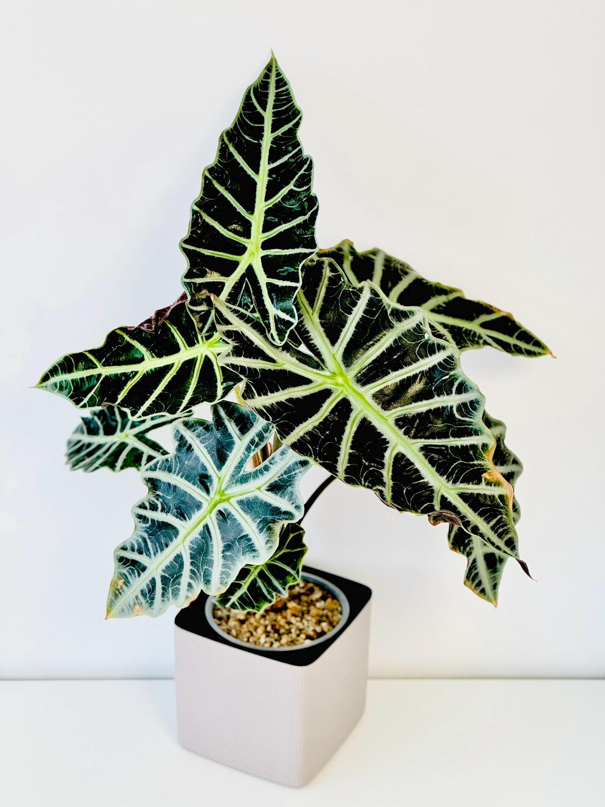 Fresh Alocasia Corms - No Variegation - 3 days EU Shipping