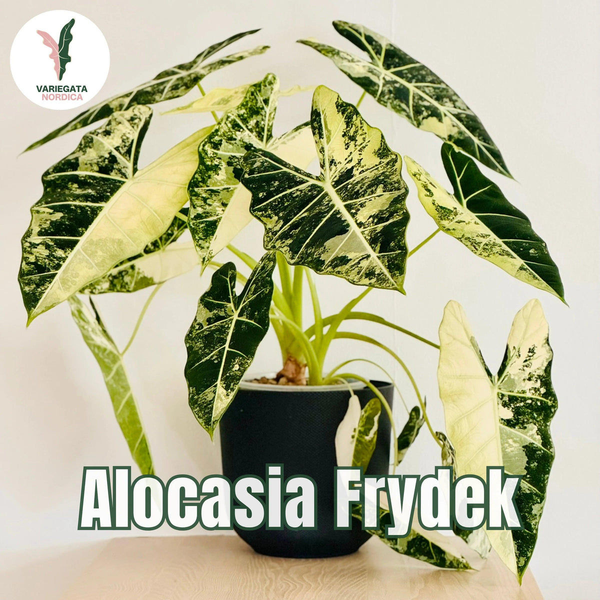 Rare Variegated Alocasia Corms and Rhizomes – 3 days EU Shipping