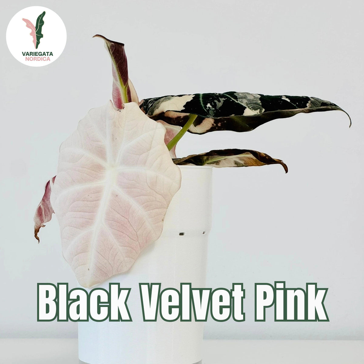 Rare Variegated Alocasia Corms and Rhizomes – 3 days EU Shipping
