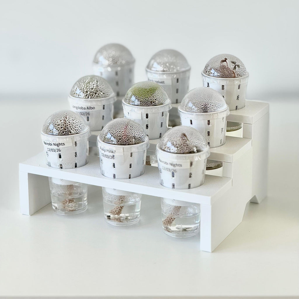 Propagation Tray for IKEA Milsbo & Åkerbar Greenhouse with 4.5cm self watering germination pots
