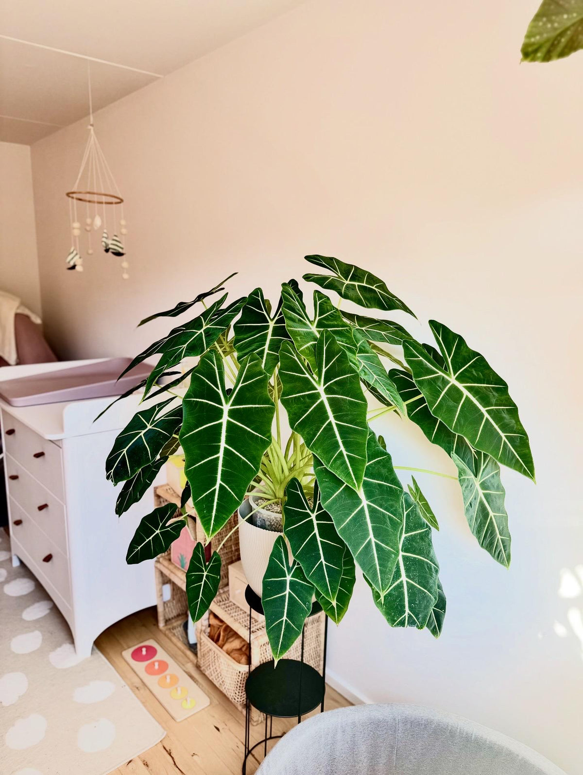Fresh Alocasia Corms - No Variegation - 3 days EU Shipping