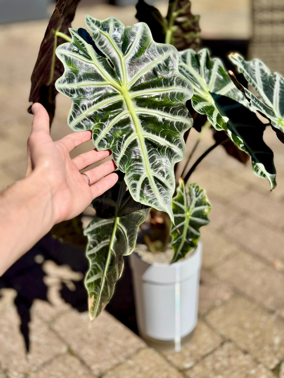 Fresh Alocasia Corms - No Variegation - 3 days EU Shipping