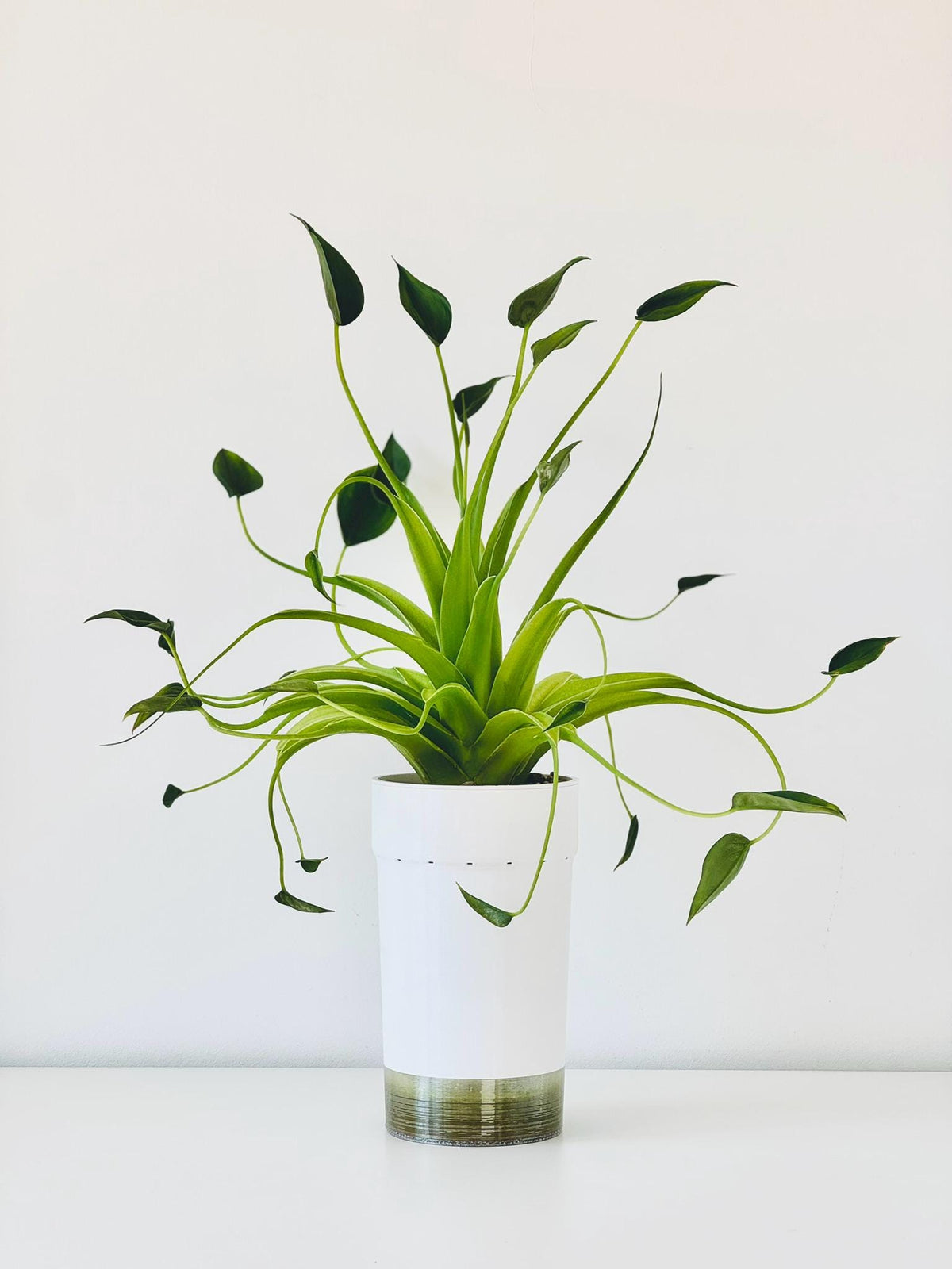Fresh Alocasia Corms - No Variegation - 3 days EU Shipping