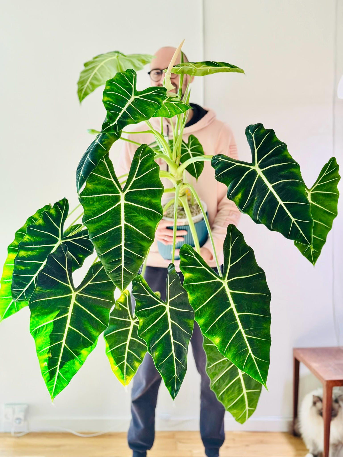 Fresh Alocasia Corms - No Variegation - 3 days EU Shipping