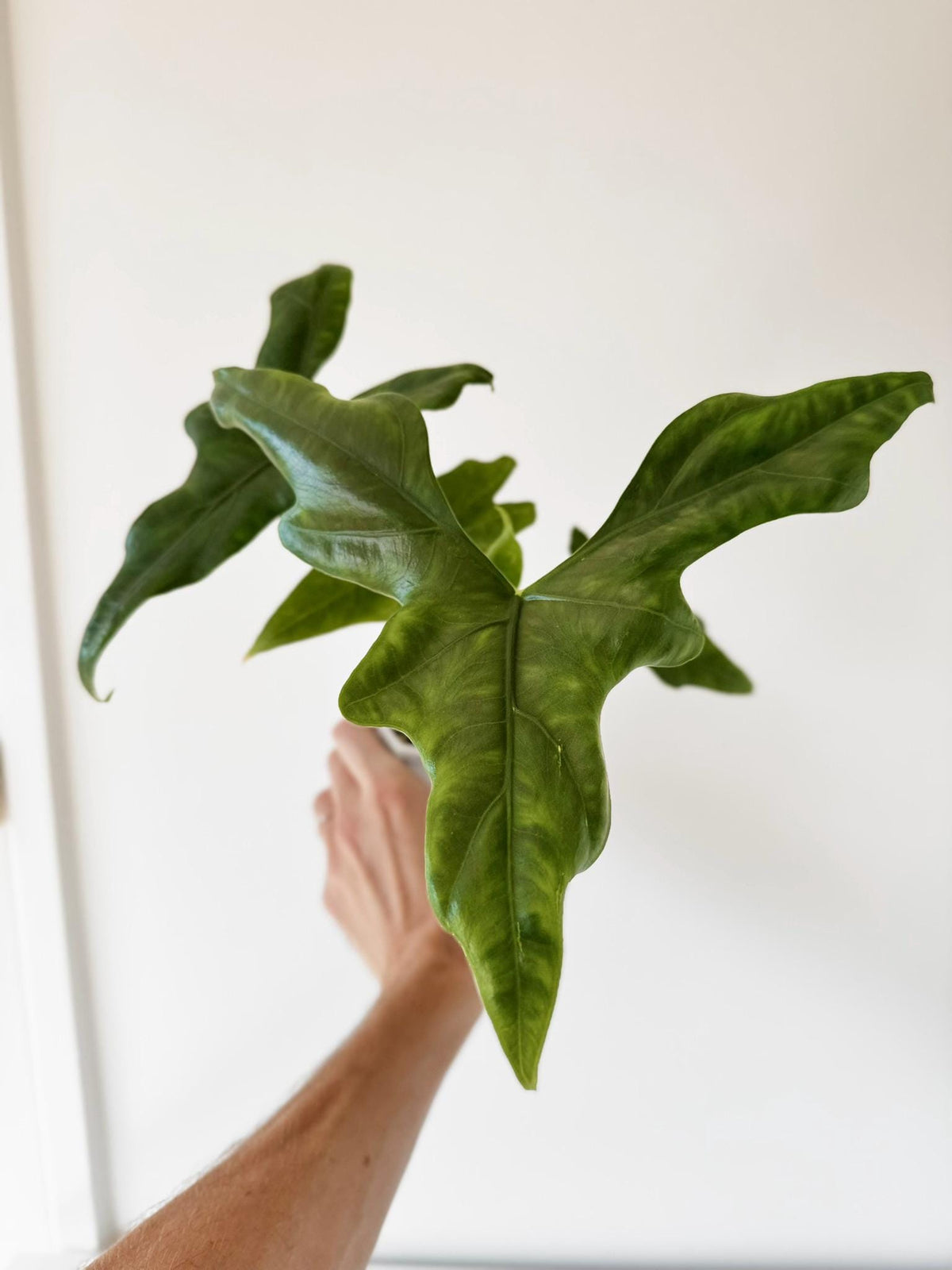 Fresh Alocasia Corms - No Variegation - 3 days EU Shipping