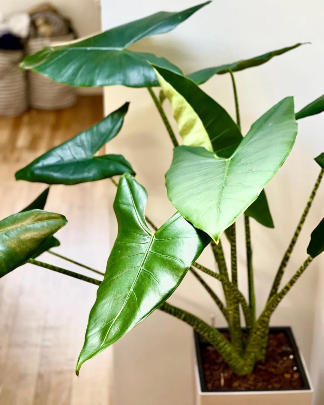 Fresh Alocasia Corms - No Variegation - 3 days EU Shipping