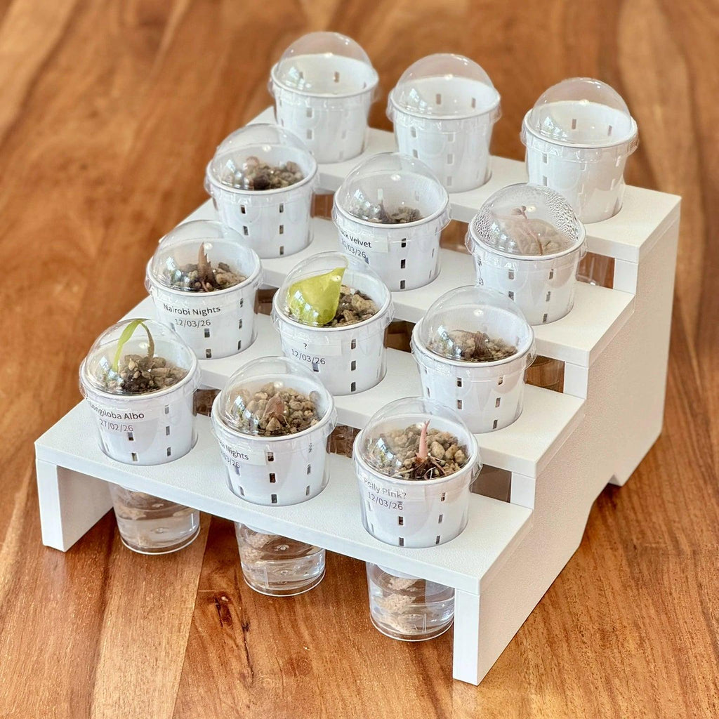 Propagation Tray for IKEA Milsbo & Åkerbar Greenhouse with 4.5cm self watering germination pots