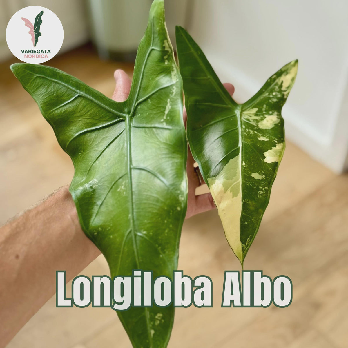Rare Variegated Alocasia Corms and Rhizomes – 3 days EU Shipping