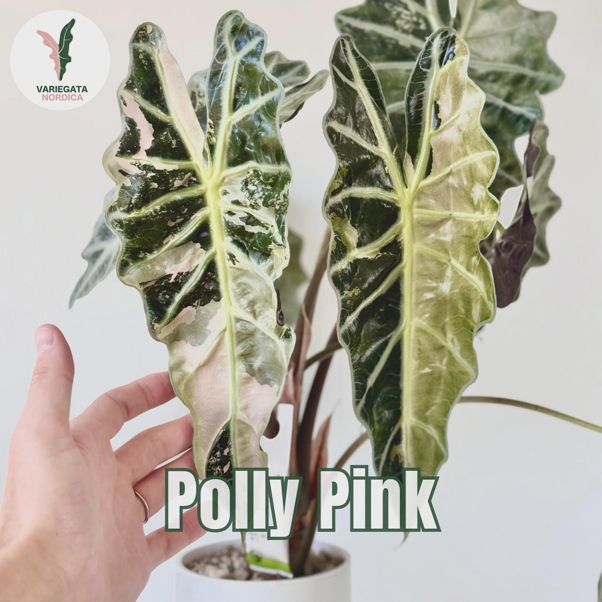 Rare Variegated Alocasia Corms and Rhizomes – 3 days EU Shipping