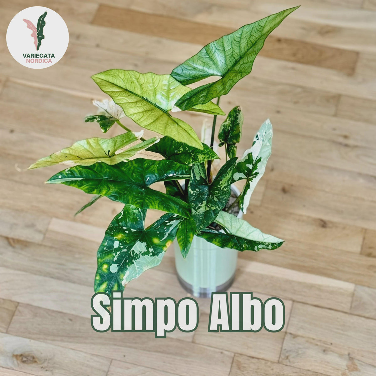Rare Variegated Alocasia Corms and Rhizomes – 3 days EU Shipping