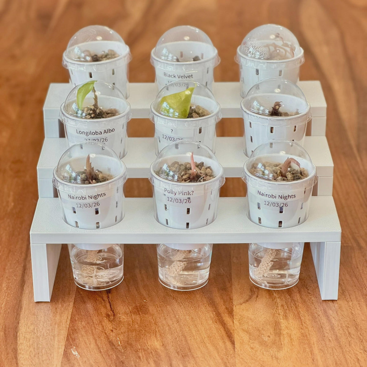 3-Tier Plant Tray STL File: 9-Pot Display, Support-Free 3D Print (Digital Download)