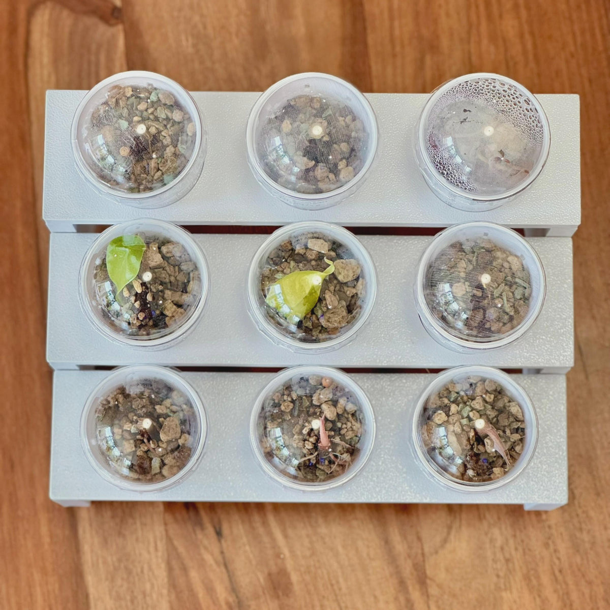 3-Tier Plant Tray STL File: 9-Pot Display, Support-Free 3D Print (Digital Download)