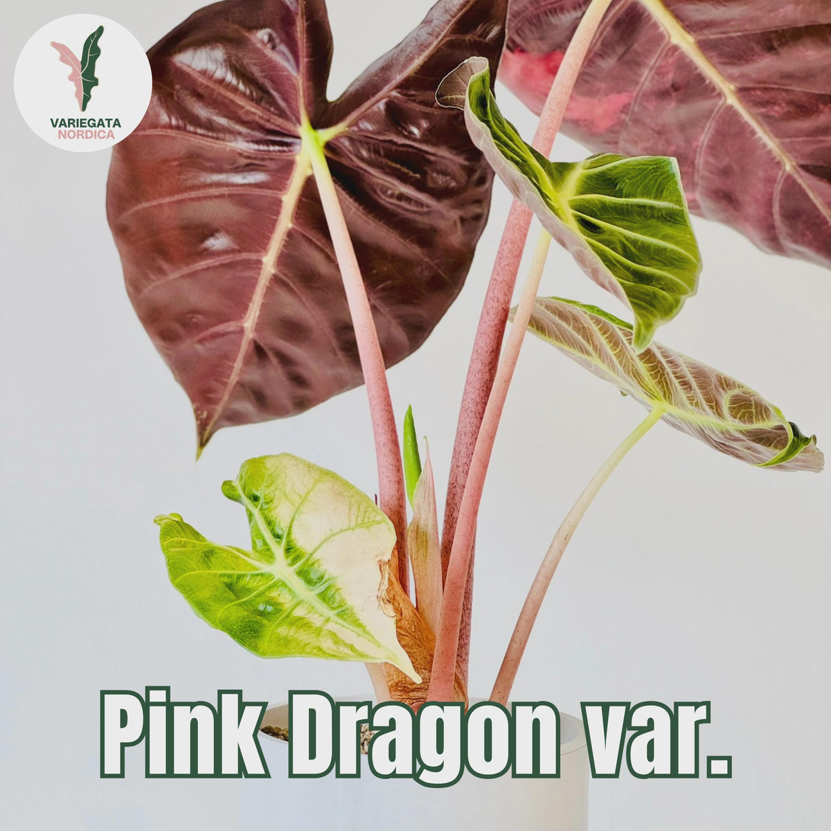 Rare Variegated Alocasia Corms and Rhizomes – 3 days EU Shipping
