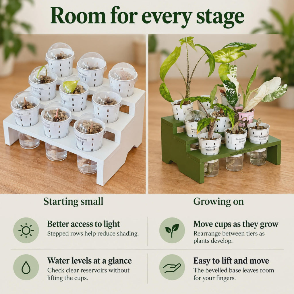 White tray with domed cups of sprouting corms beside a green tray with larger Alocasia plants. Text highlights reduced shading, rearranging cups as plants grow, checking clear water reservoirs without lifting cups, and a bevelled base for easier handling.