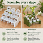 White tray with domed cups of sprouting corms beside a green tray with larger Alocasia plants. Text highlights reduced shading, rearranging cups as plants grow, checking clear water reservoirs without lifting cups, and a bevelled base for easier handling.