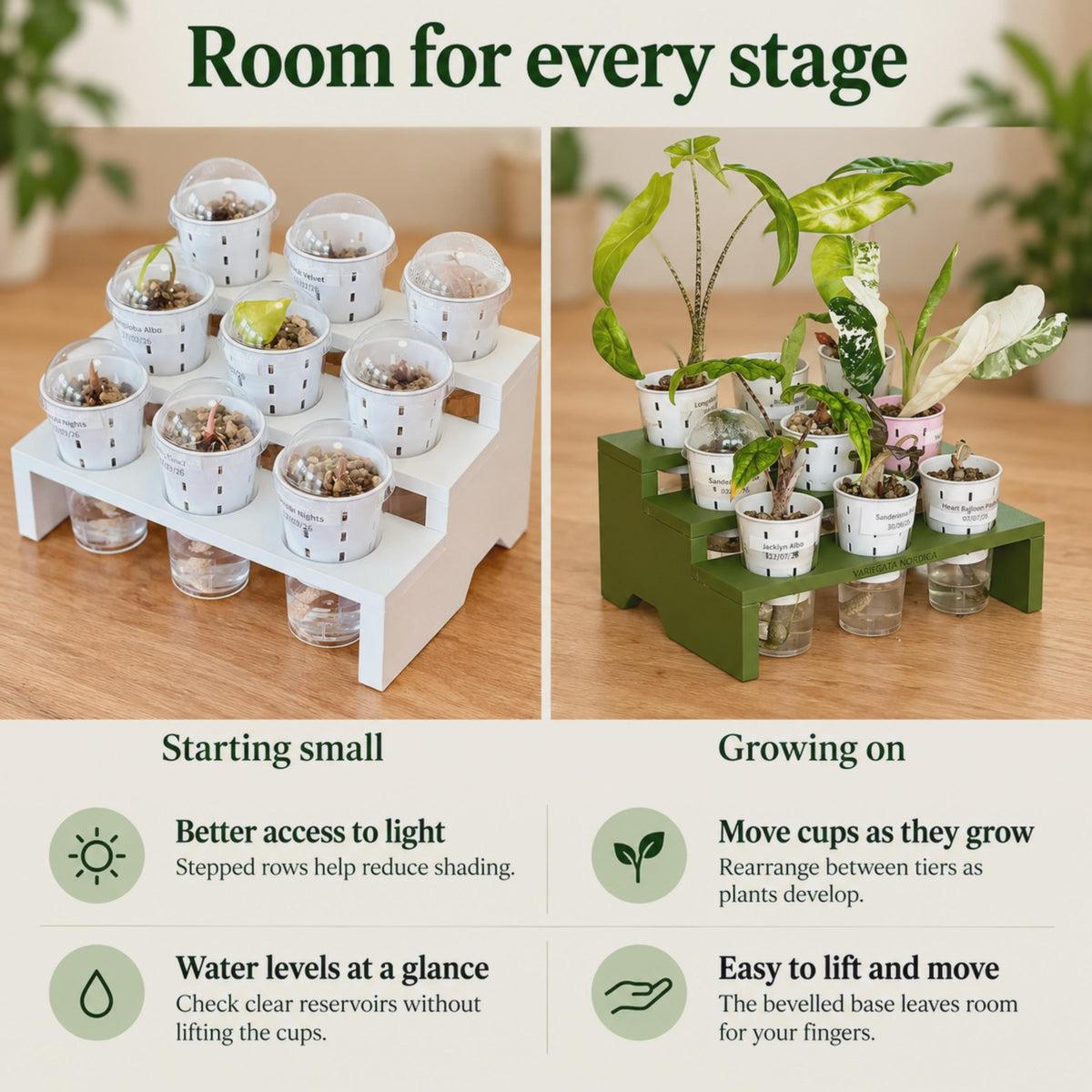 White tray with domed cups of sprouting corms beside a green tray with larger Alocasia plants. Text highlights reduced shading, rearranging cups as plants grow, checking clear water reservoirs without lifting cups, and a bevelled base for easier handling.