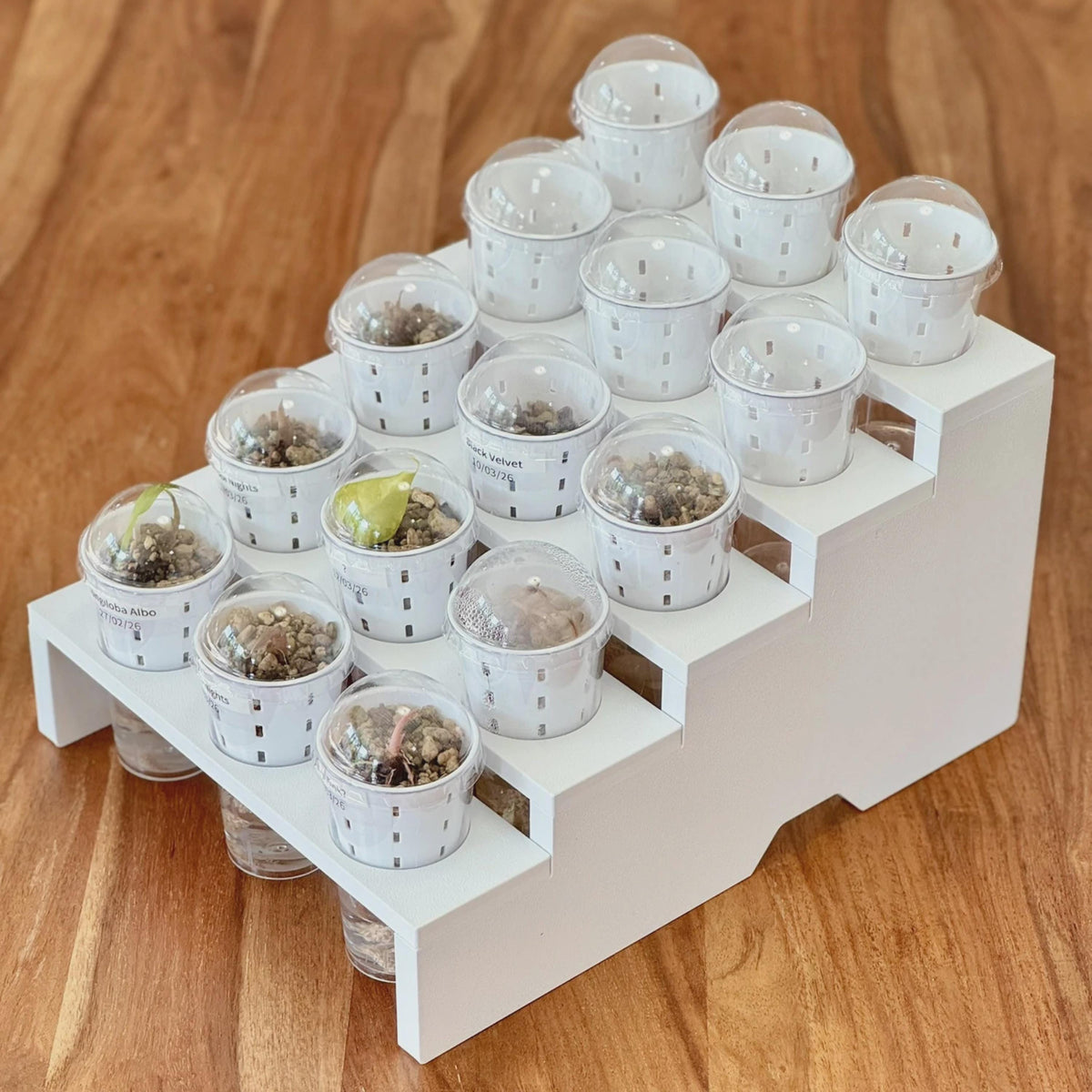 White four-tier propagation stand holding 12 clear domed cups in four ascending rows of three. Viewed from above at an angle, the display shows seedlings at different stages, white inner pots and clear reservoirs beneath the shelves.