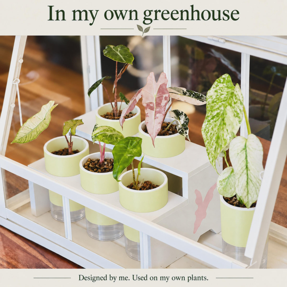White two-tier stand holding five pastel self-watering pots inside a white-framed glass greenhouse. Young variegated Alocasia plants occupy the staggered rows, with semi-clear reservoirs visible below. An additional tall pot stands beside the display.