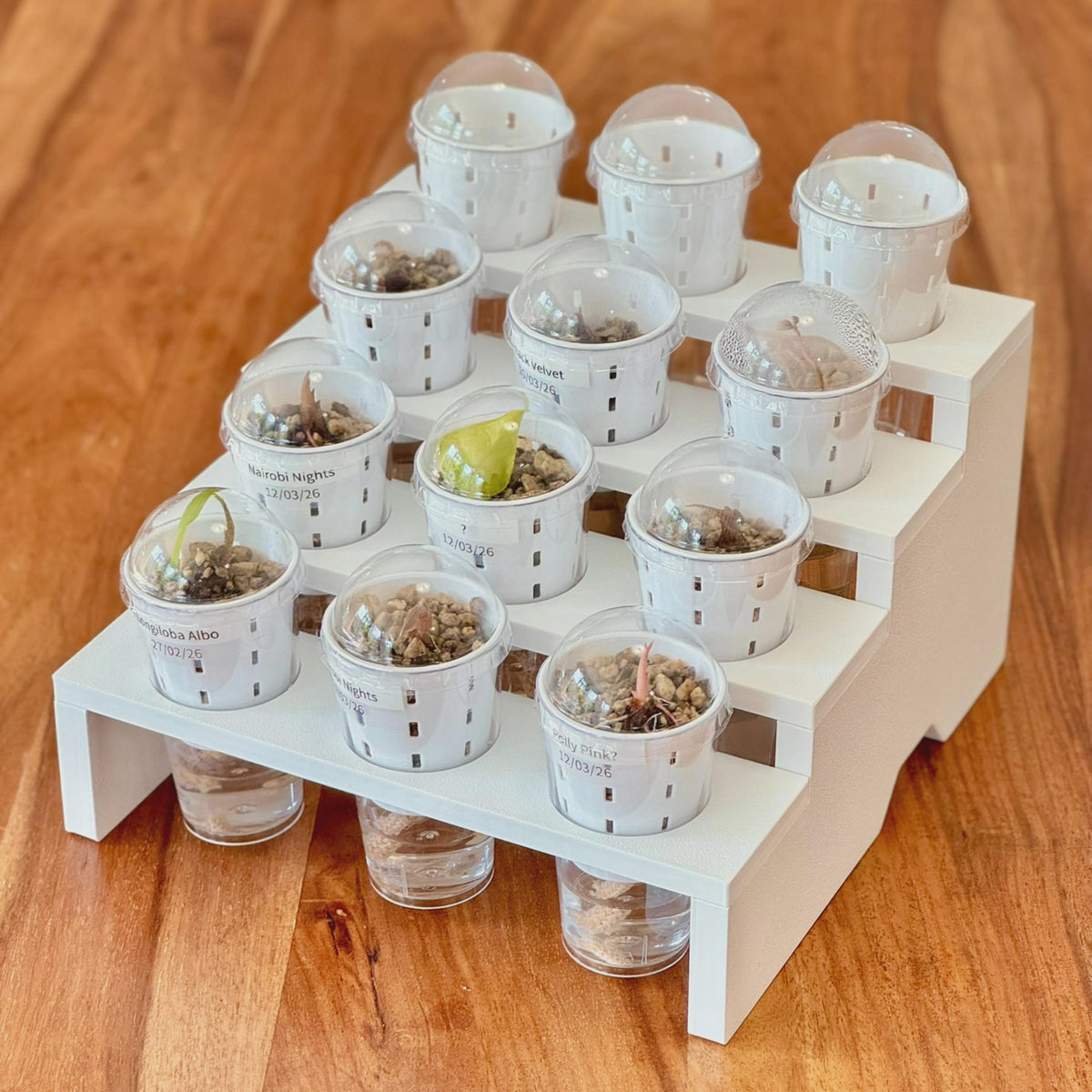 4-Tier Plant Tray STL File: 12-Pot Display, Support-Free 3D Print (Digital Download)