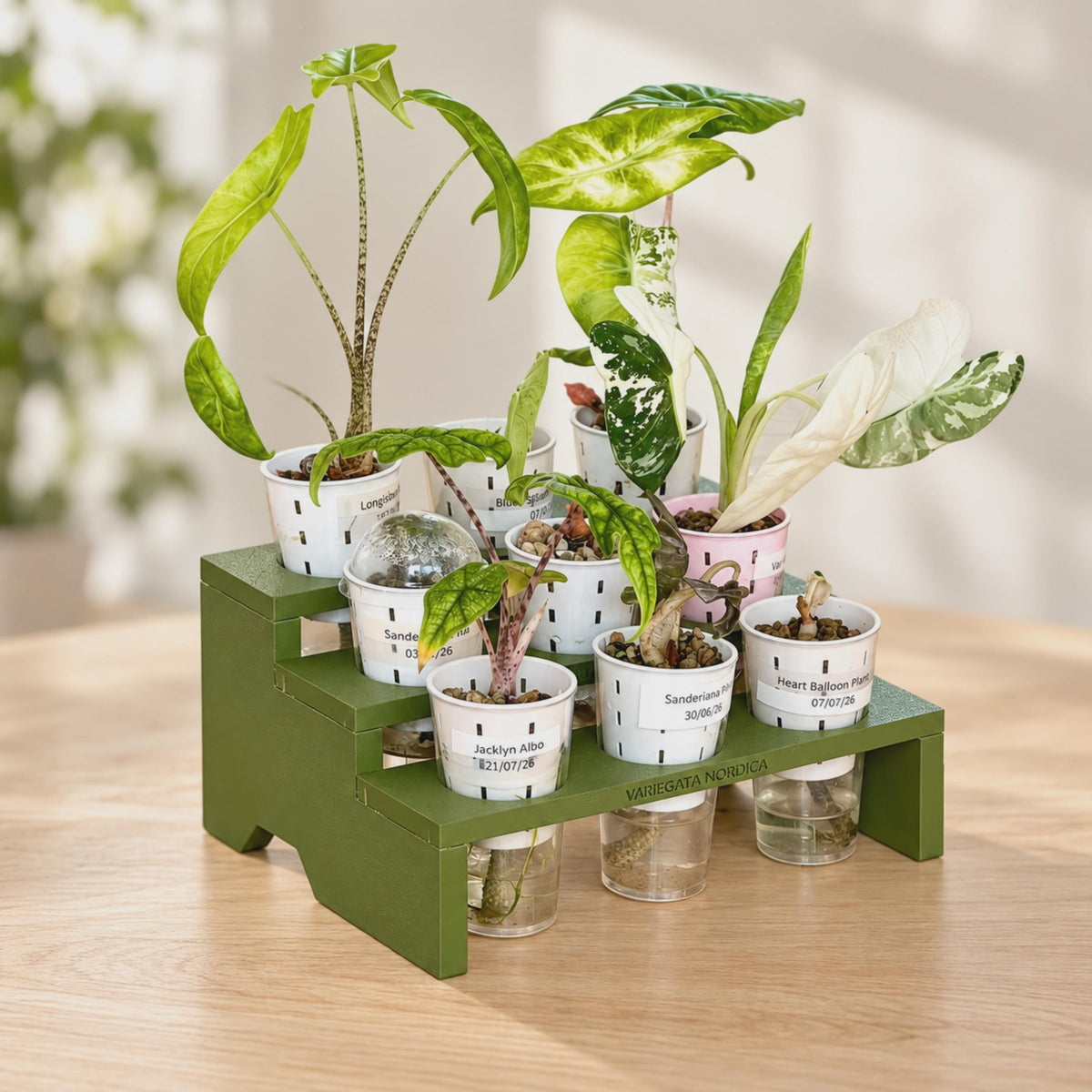 Dark green three-tier propagation tray holding nine clear self-watering cups with young variegated Alocasia plants. Slotted inner pots sit above visible water reservoirs and cotton wicks, displayed on pale wood in soft natural light.