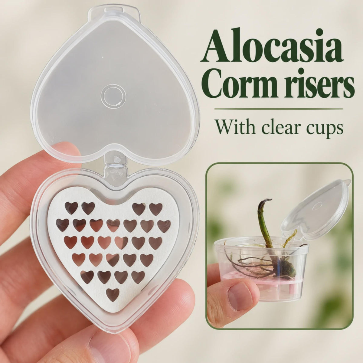 Hand holding an open heart-shaped clear cup with a white corm riser perforated with small hearts. An inset shows a rooted Alocasia corm on a pink riser. Text: “Alocasia Corm risers  With clear cups.”