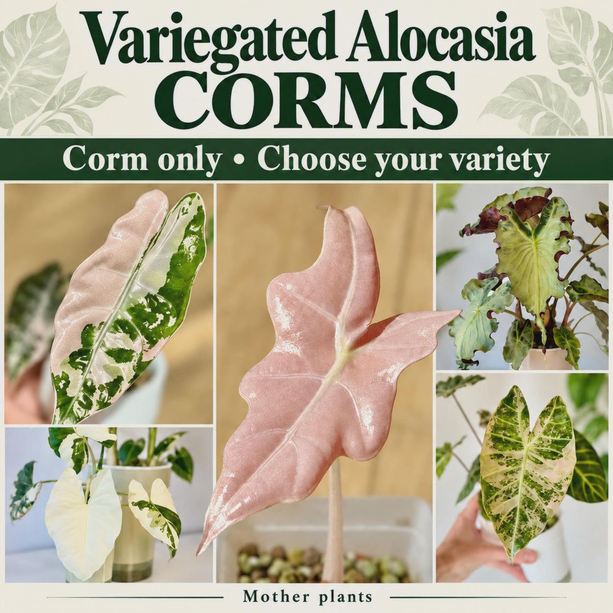 Collage of variegated Alocasia mother plants with pink, white and green foliage, featuring a central pink leaf overlapping adjacent photos. Text: “Variegated Alocasia Corms — Corm only. Choose your variety” and “Mother plants.”