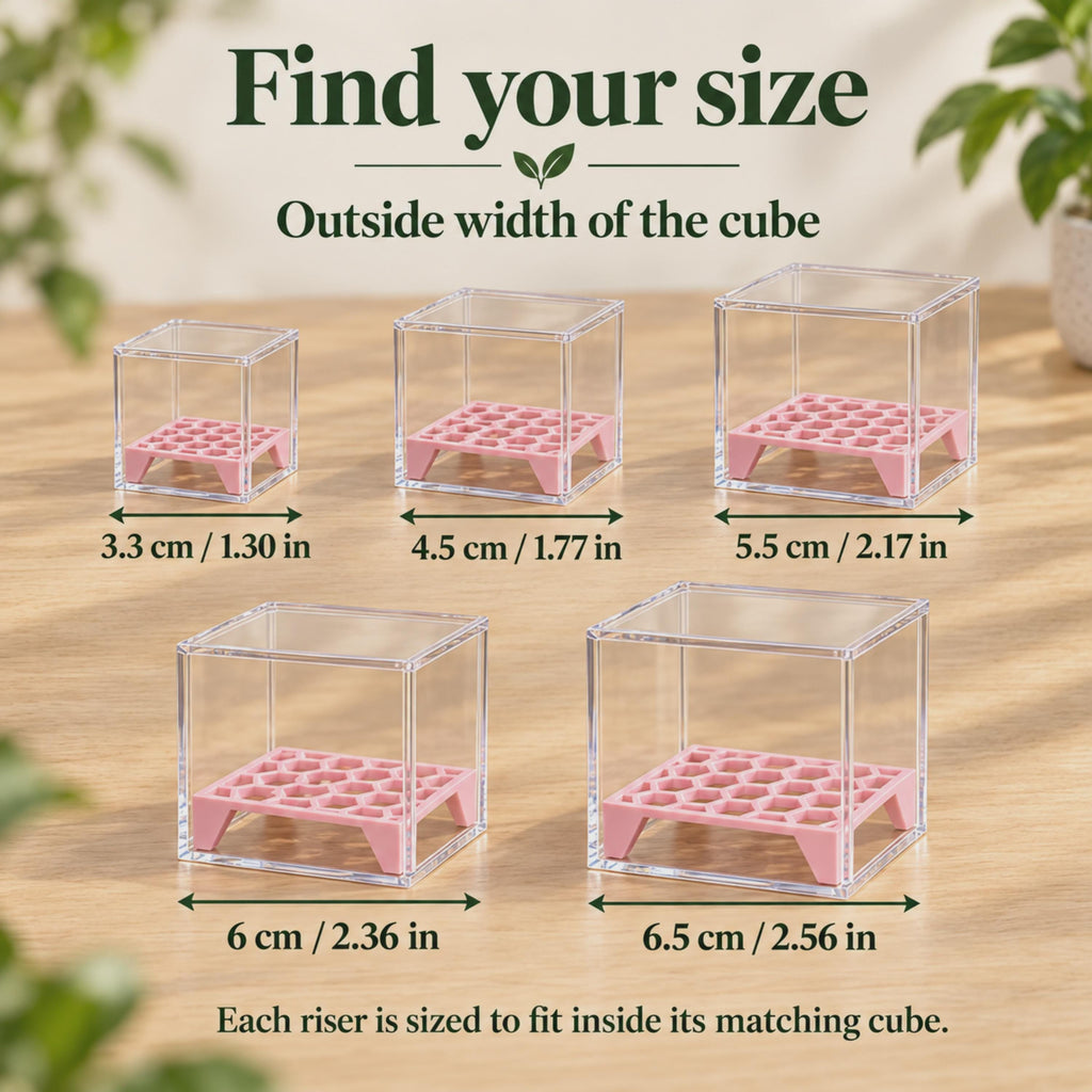 Five clear acrylic cubes with fitted pink corm risers. Arrows label outside widths: 3.3, 4.5, 5.5, 6 and 6.5 cm, with equivalent measurements in inches.