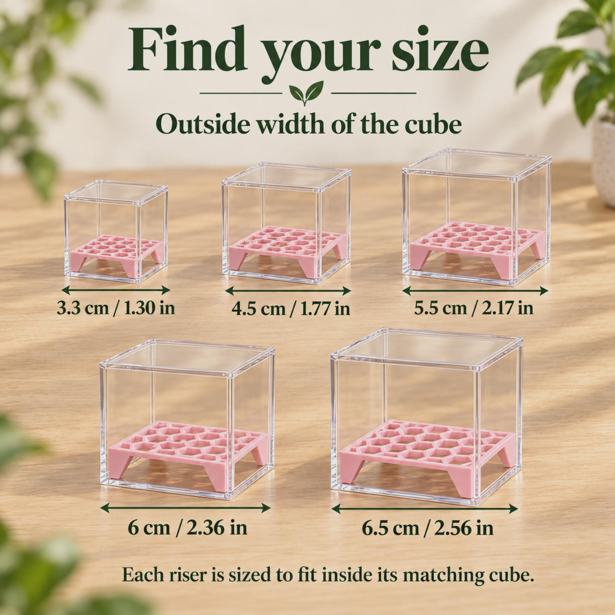 Five clear acrylic cubes with fitted pink corm risers. Arrows label outside widths: 3.3, 4.5, 5.5, 6 and 6.5 cm, with equivalent measurements in inches.